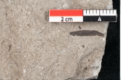 Foto (Detailansicht) von Zostera ungeri Ettingshausen (NHMW-GEO-2024-0188-6663)